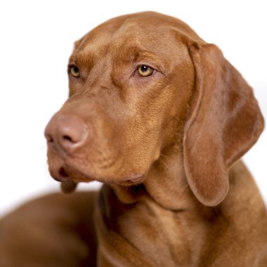 Güzel genç erkek Macar Vizsla köpek stüdyo resmi. Vizsla işaretçi köpek yüzü beyaz arkaplana yakın.