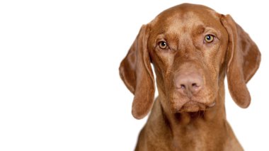 Güzel genç erkek Macar Vizsla köpek stüdyo resmi. Vizsla işaretçi köpek yüzü beyaz arkaplana yakın.