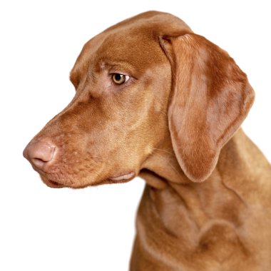 Güzel genç erkek Macar Vizsla köpek stüdyo resmi. Vizsla işaretçi köpek yüzü beyaz arkaplana yakın.