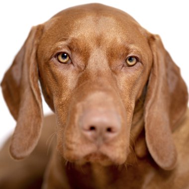 Güzel genç erkek Macar Vizsla köpek stüdyo resmi. Vizsla işaretçi köpek yüzü beyaz arkaplana yakın.