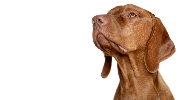 Krásný Mladý Pes Magyar Vizsla Dog Studio Portrét Vizsla Ukazatel — Stock fotografie