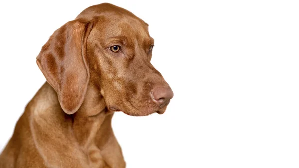 Piękny Młody Mężczyzna Magyar Vizsla Pies Studio Portret Vizsla Wskaźnik — Zdjęcie stockowe