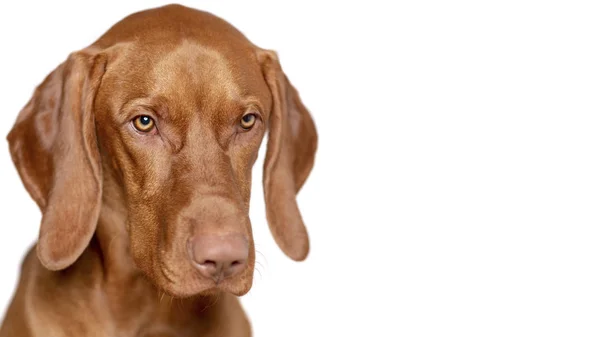 Piękny Młody Mężczyzna Magyar Vizsla Pies Studio Portret Vizsla Wskaźnik — Zdjęcie stockowe