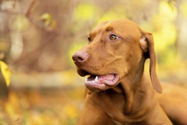 Şirin Macar Vizsla köpeği manzarası güzel sonbahar bahçesinde yakın plan portresi.