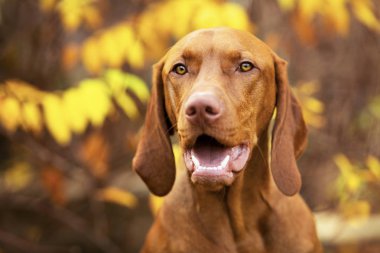 Güzel sonbahar bahçesinde gülümseyen şirin bir Macar vizsla köpeği portresi. Mutlu Vizsla işaretçisi köpek parktaki bir fotoğrafa bakıyor..