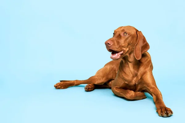Симпатичный Венгерский Портрет Студии Собаки Великолепная Собака Лежит Смотрит Вверх — стоковое фото