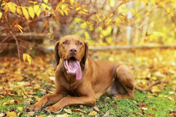 Lindo Cachorro Húngaro Vizsla Hermoso Jardín Otoño Cansado Vizsla Puntero —  Fotos de Stock