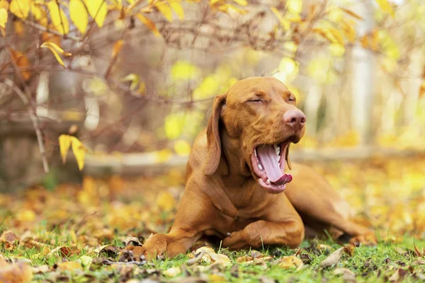 Милая Волшебница Прекрасном Осенному Саду Втомлений Собака Покажчик Лежить Надворі — стокове фото