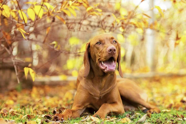 Cute hungarian vizsla puppy smiling in beautiful fall garden. Happy vizsla pointer dog lying down outside looking at camera.