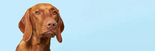 Söt Ungersk Vizsla Valp Studio Porträtt Hund Tittar Kameran Headshot — Stockfoto