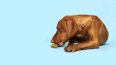 Mavi arka planda çiğ çiğnenmiş kemik stüdyosu portresi olan şirin bir Macar vizsla köpeği. Güzel köpek doğal bir çiğ kemiği kemiriyor..