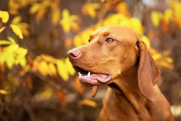 Lindo Húngaro Vizsla Perro Vista Lateral Cerca Retrato Hermoso Jardín —  Fotos de Stock