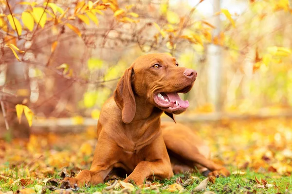 Lindo Cachorro Húngaro Vizsla Sonriendo Hermoso Jardín Otoño Happy Vizsla —  Fotos de Stock