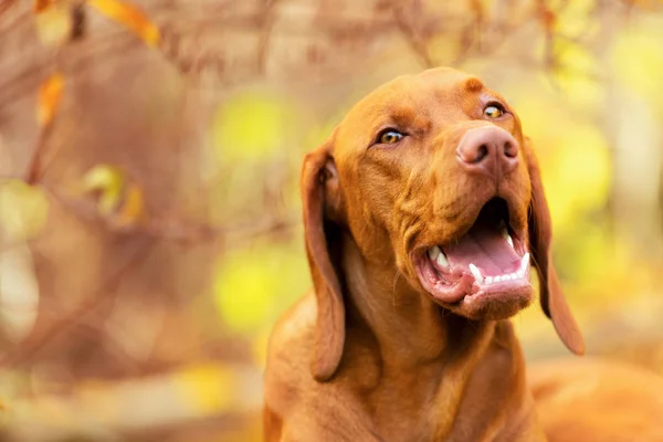 Sød Ungarere Vizsla Hvalp Smilende Portræt Smukke Efterår Haven Glad - Stock-foto