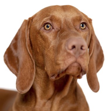 Güzel genç erkek Macar Vizsla köpek stüdyo resmi. Vizsla işaretçi köpek yüzü beyaz arkaplana yakın.