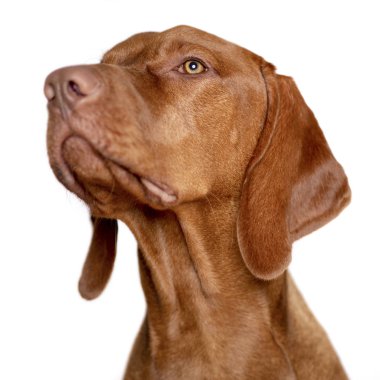 Güzel genç erkek Macar Vizsla köpek stüdyo resmi. Vizsla işaretçi köpek yüzü beyaz arkaplana yakın.
