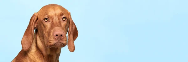 Roztomilý Maďarský Vizsla Studiový Portrét Pes Při Pohledu Kameru Headshot — Stock fotografie