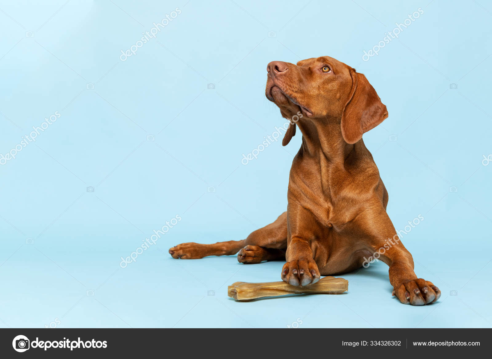 Can You Give A Puppy Rawhide