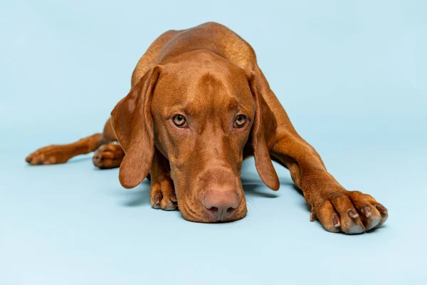 Güzel Macar Vizsla Köpeği Stüdyo Resmi Köpek Uzanmış Mavi Arka — Stok fotoğraf