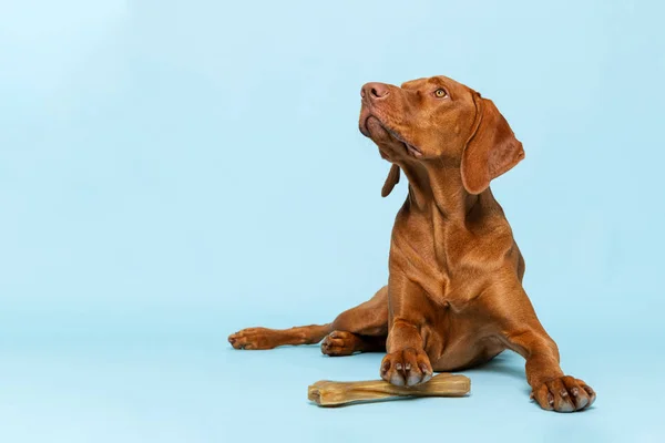 Aranyos Magyar Vizsla Kiskutya Nyers Rágóval Csont Stúdió Portré Kék — Stock Fotó