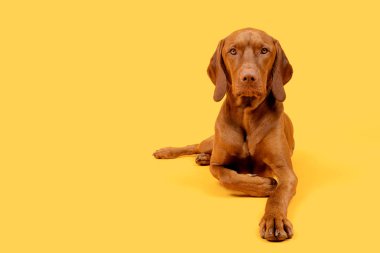 Güzel Macar Vizsla köpeği stüdyo resmi. Köpek uzanmış ve parlak sarı arka planda kameraya bakıyor..