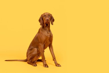 Güzel Macar Vizsla köpeği stüdyo resmi. Köpek oturuyor ve kameraya bakıyor, parlak sarı arka plan üzerinde yan görüş.