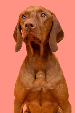 Şirin Macar vizsla puppy stüdyo portresi. Köpek pembe arka planda vesikalık fotoğrafa bakıyor..