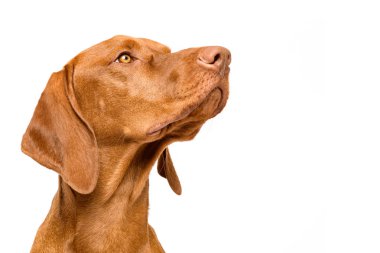 Şirin Macar Vizsla köpek manzaralı stüdyo resmi. Köpek beyaz arka planda izole edilmiş bir şekilde yan kafaya bakıyor..