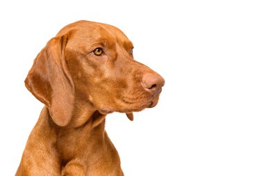 Şirin Macar Vizsla köpek manzaralı stüdyo resmi. Köpek beyaz arka planda izole edilmiş bir şekilde yan kafaya bakıyor..