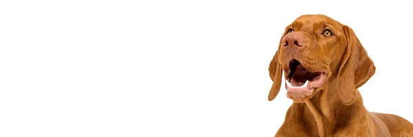 Słodki Węgierski Vizsla Pies Studio Portret Wspaniały Pies Leżący Patrzący — Zdjęcie stockowe