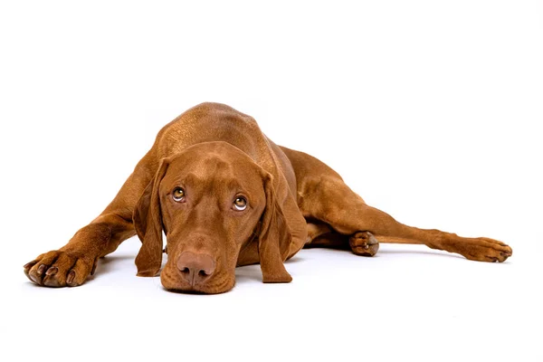 Прекрасний Собачий Портрет Повному Тілі Собака Лежить Дивиться Вгору Ізольований — стокове фото