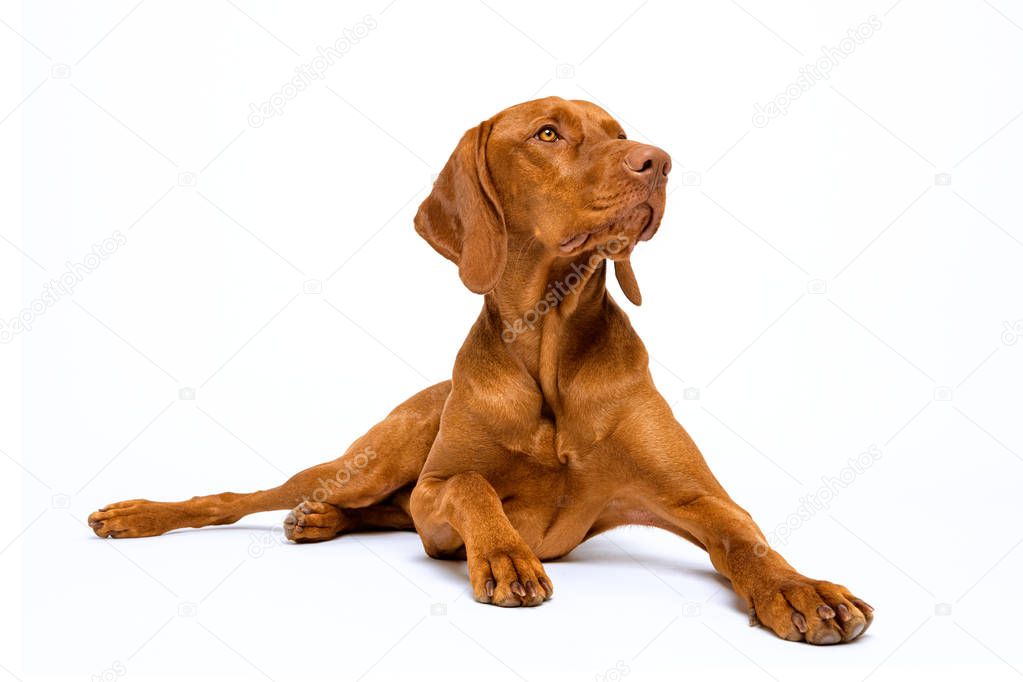 Beautiful hungarian vizsla dog full body studio portrait. Dog lying down and looking to the side over pastel blue background.