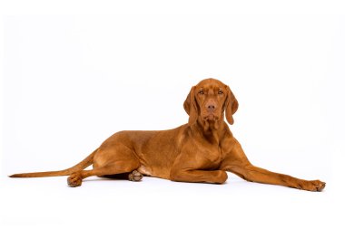 Güzel Macar Vizsla köpeği stüdyo boy portresi. Köpek uzanıyor ve beyaz arka planda kameraya bakıyor..
