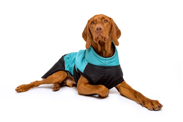 Ganztägiges Studioporträt Eines Wunderschönen Vizsla Hundes Wintermantel Isoliert Über Weißem — Stockfoto