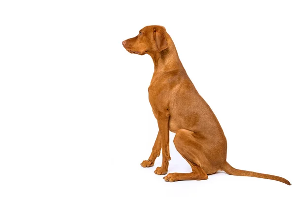 Gorgeous Hungarian Vizsla Sitting Studio Portrait Full Body Side View — Stock Photo, Image