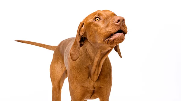 Barking Vizsla Portret Psa Izolowane Białym Tle — Zdjęcie stockowe