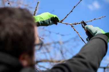 Bahçesinde meyve ağaçlarını budayarak büyüyen beyaz bir adam. Erkek bahçıvan budama makası kullanıyor. Bahçe işleri..