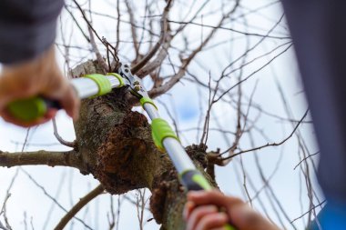 Bahçesinde meyve ağaçları budayıp duran tanınmamış bir adam. Erkek bahçıvan budama makası kullanıyor. Bahçe işleri. Kesik atış, eller yukarı..