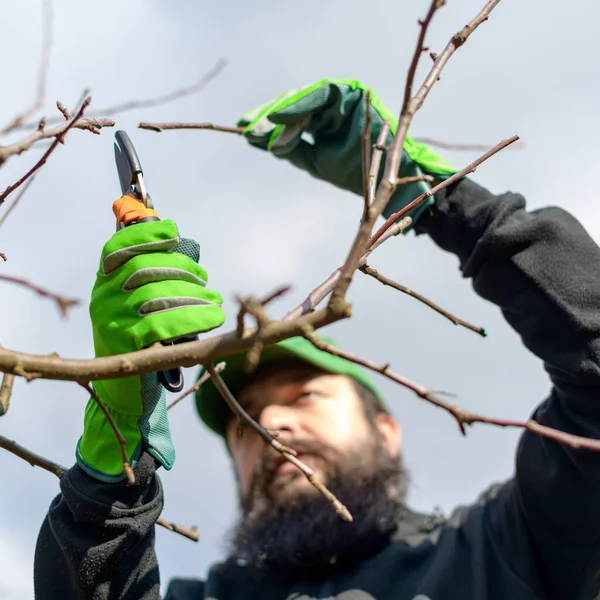 Hombre Caucásico Maduro Podando Árboles Frutales Jardín Jardinero Masculino Usando —  Fotos de Stock
