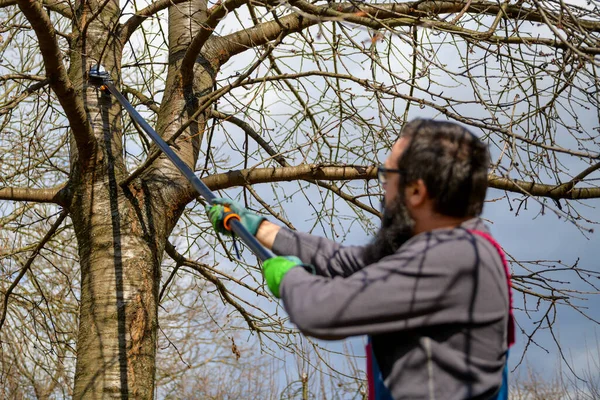 Μεσήλικας Καυκάσιος Που Κλαδεύει Οπωροφόρα Δέντρα Στον Κήπο Του Αρσενικός — Φωτογραφία Αρχείου