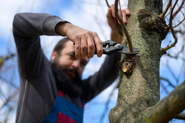 Mid Adult Caucasian Man Pruning Fruit Trees His Garden Male — Stock Photo, Image