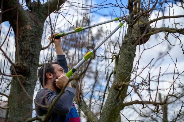 Mid Adult Caucasian Man Pruning Fruit Trees His Garden Male — Stock Photo, Image