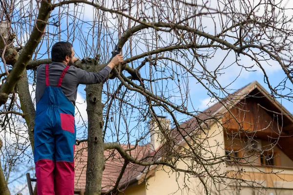 Felnőtt Fehér Férfi Aki Egy Létrán Áll Gyümölcsfákat Metszik Kertjében — Stock Fotó