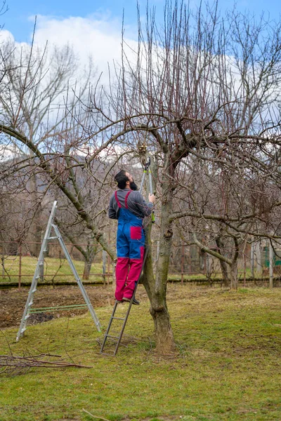 Mid Adult Caucasian Man Standing Ladder Pruning Fruit Trees His — Stock Photo, Image