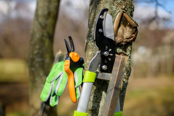 Gyümölcsfák Metszése Fűnyíró Olló Tavaszi Kertészkedés Kertészeti Felszerelés Életmód Lövés — Stock Fotó