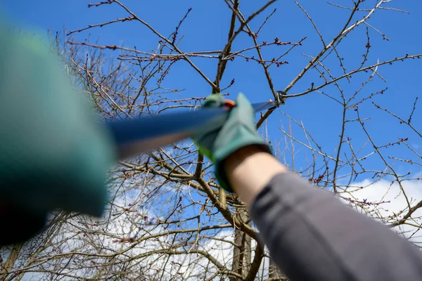Unrecognizable man pruning fruit trees in his garden. Male gardener using telescopic pruning shears. Springtime gardening. Personal perspective point of view.
