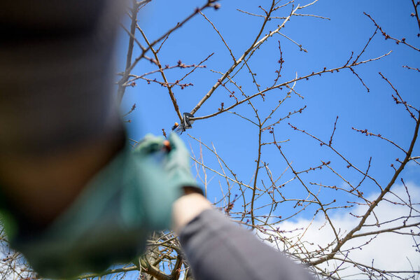 Unrecognizable man pruning fruit trees in his garden. Male gardener using telescopic pruning shears. Springtime gardening. Personal perspective point of view.