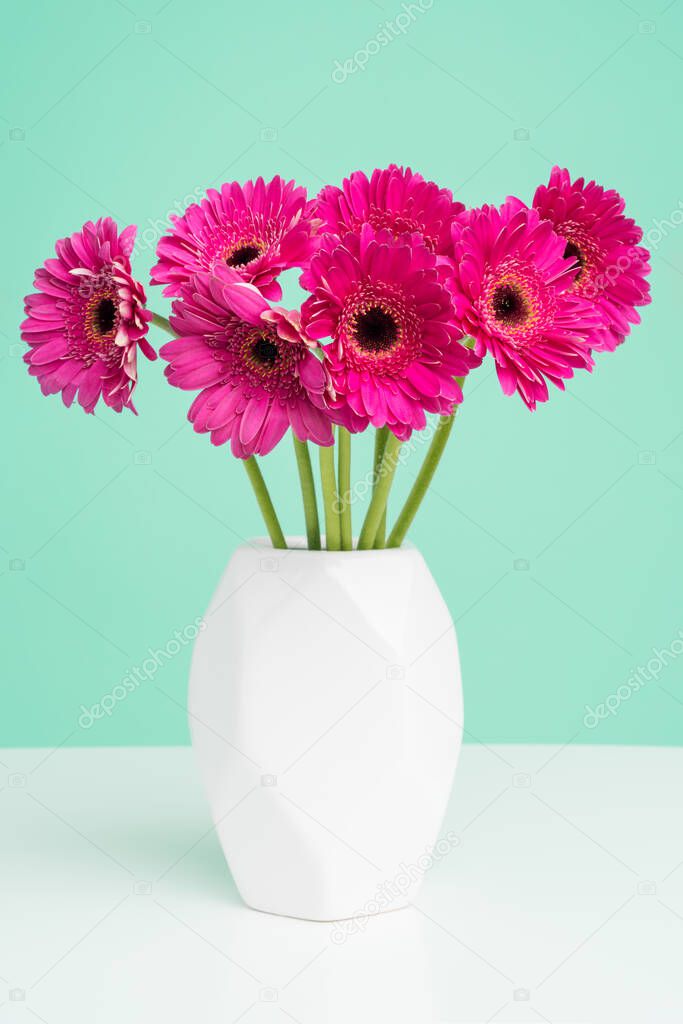 Beautiful dark pink gerbera daisies in a plain white vase against pastel green background. Minimalist floral background.