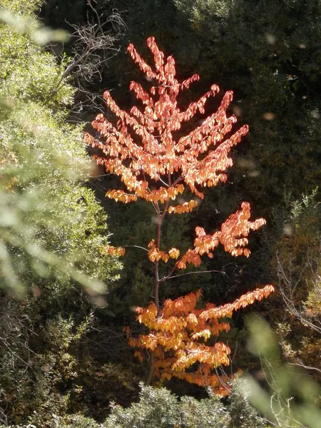 알푸하라 지방, 스페인의 가을 색상 — 스톡 사진
