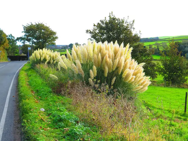 Tráva Pampas sluníčko — Stock fotografie